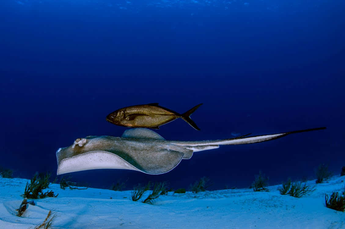 Stingrayand Companion Fish Underwater Wallpaper