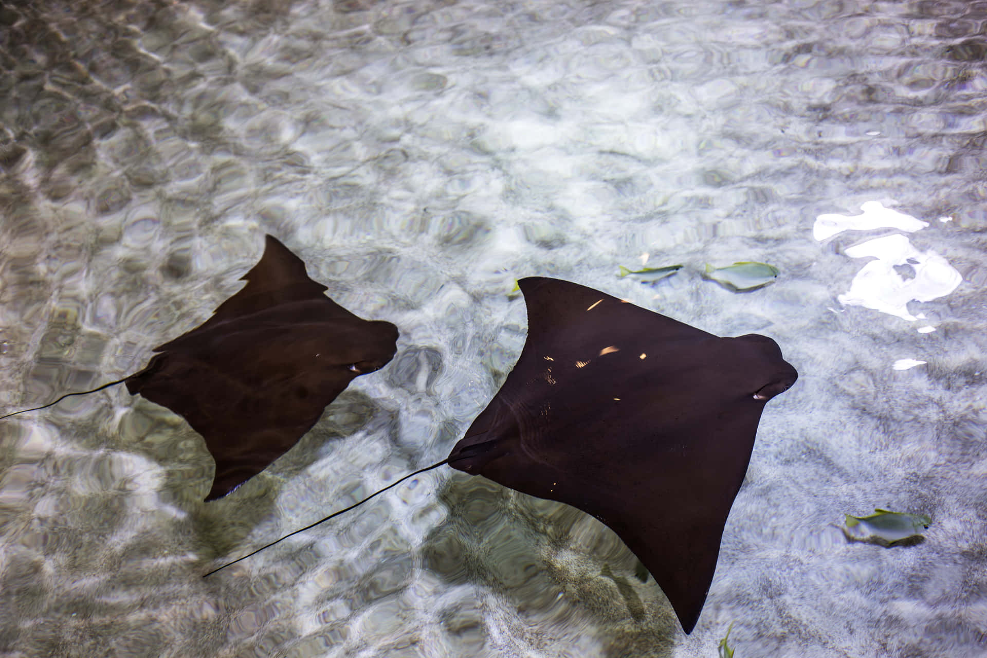 Stingrays Gliding Through Shallow Water Wallpaper