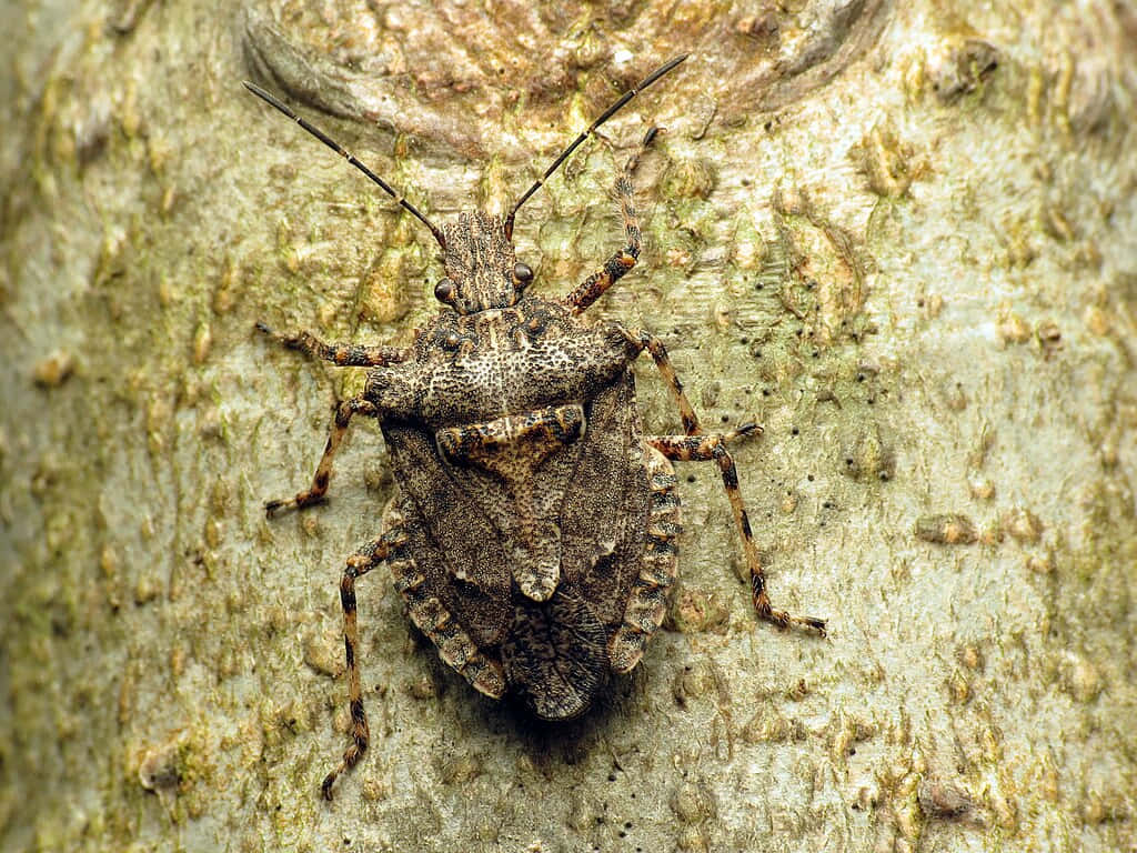 Stink Bug Camouflagedon Tree Bark.jpg Wallpaper