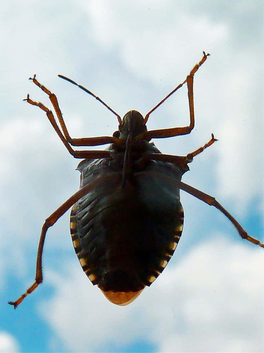 Stink Bug Nymph Against Sky Wallpaper
