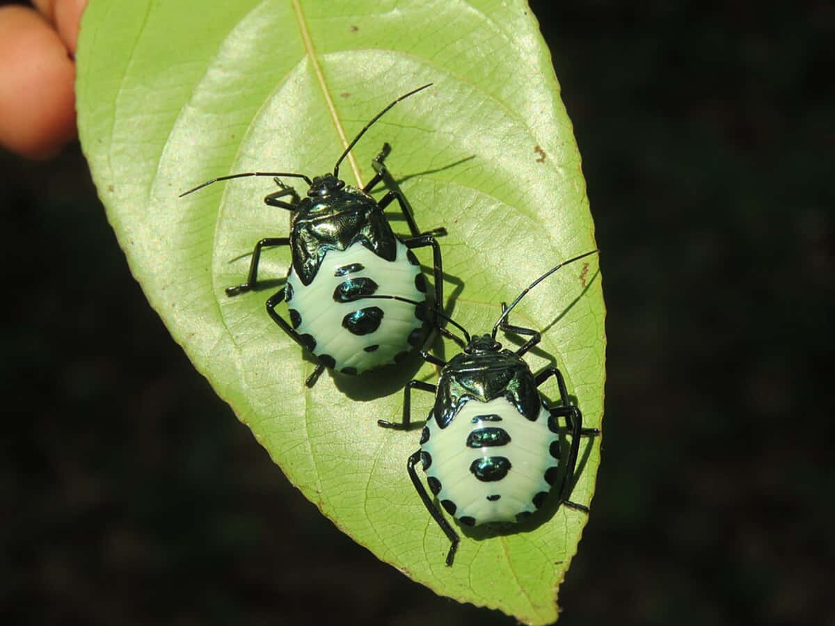 Stink Bug Nymphs On Leaf Wallpaper