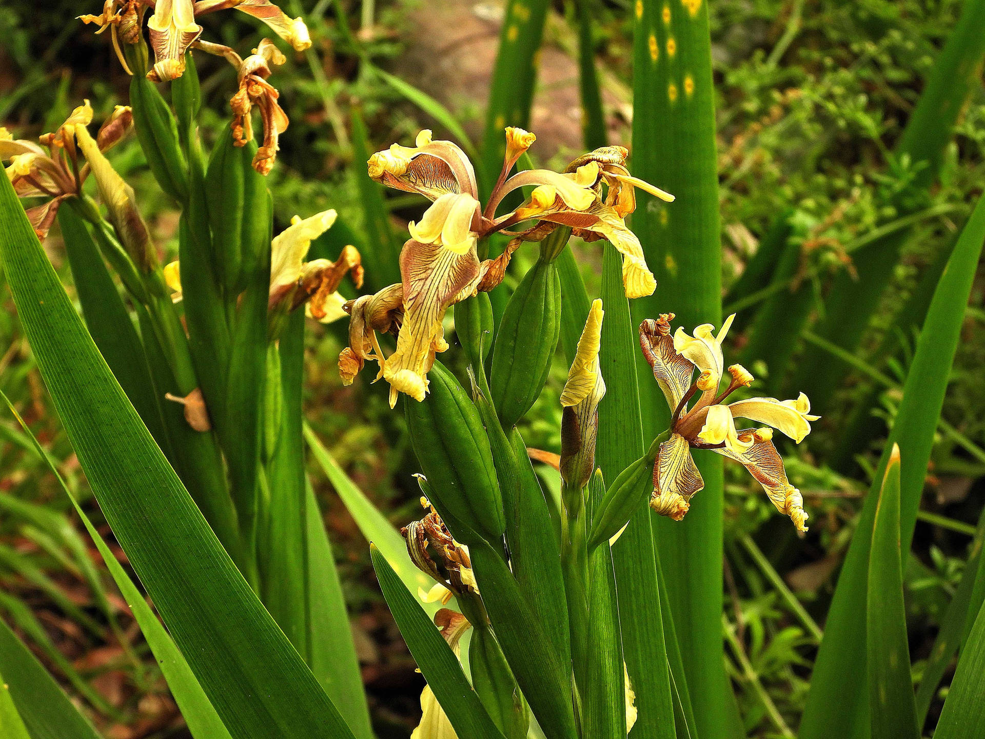 Stinking Iris Flowers