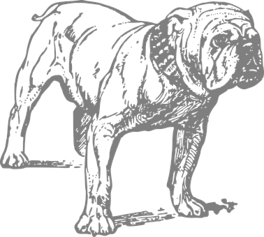 Stoic Bulldog Silhouette PNG