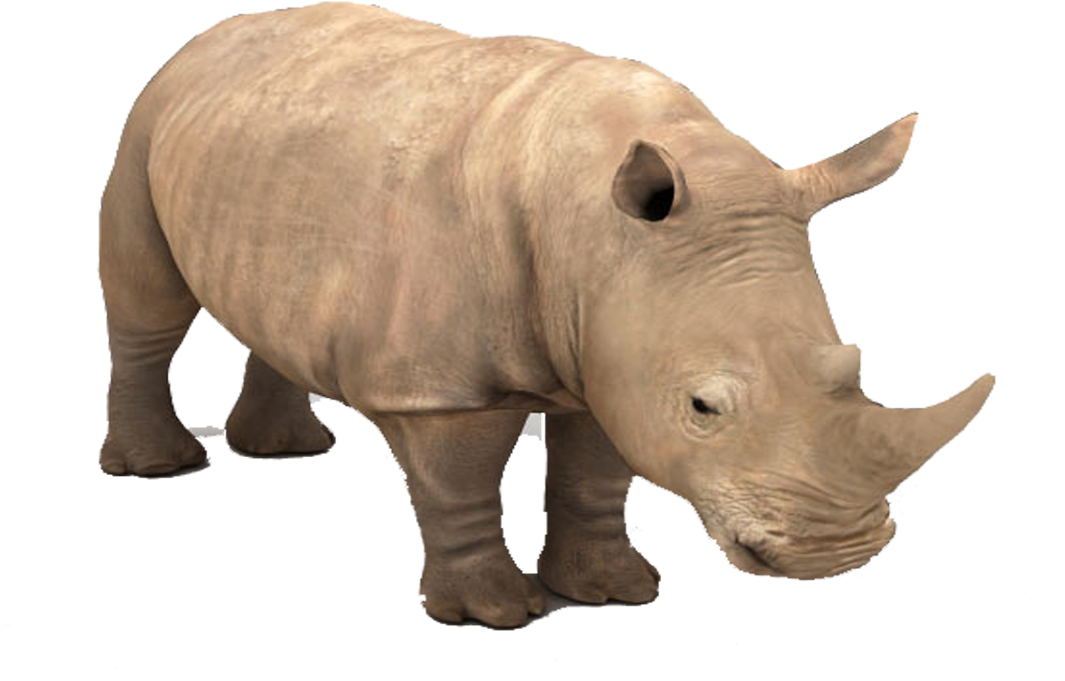 Stoic Rhinoceros Profile PNG