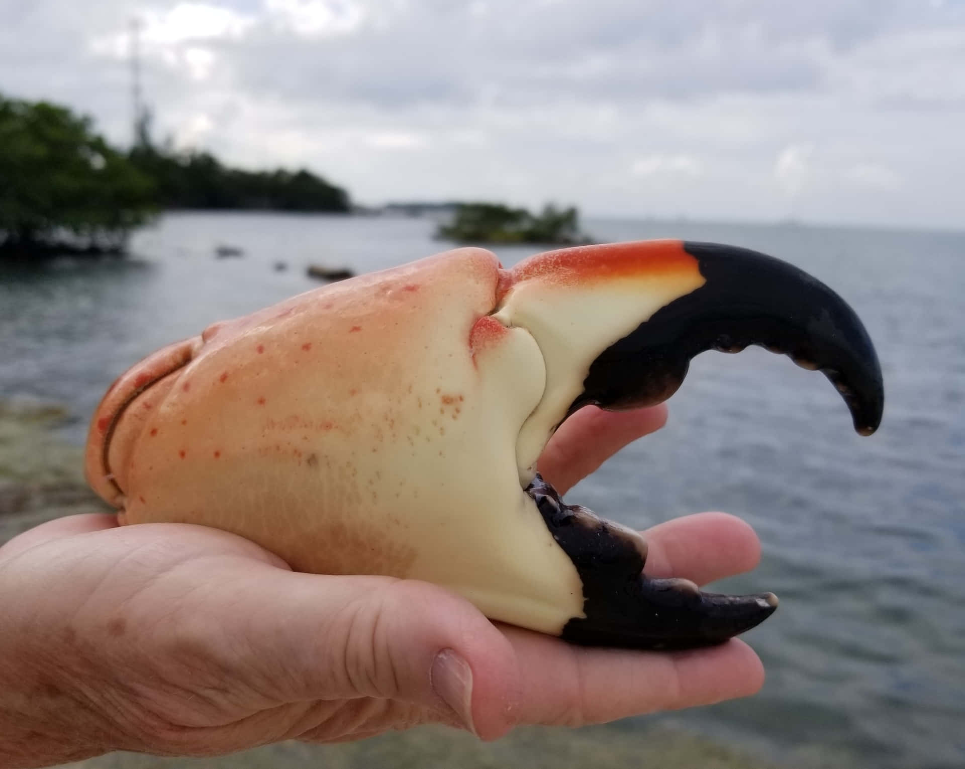 Stone Crab Claw Held By Hand Wallpaper