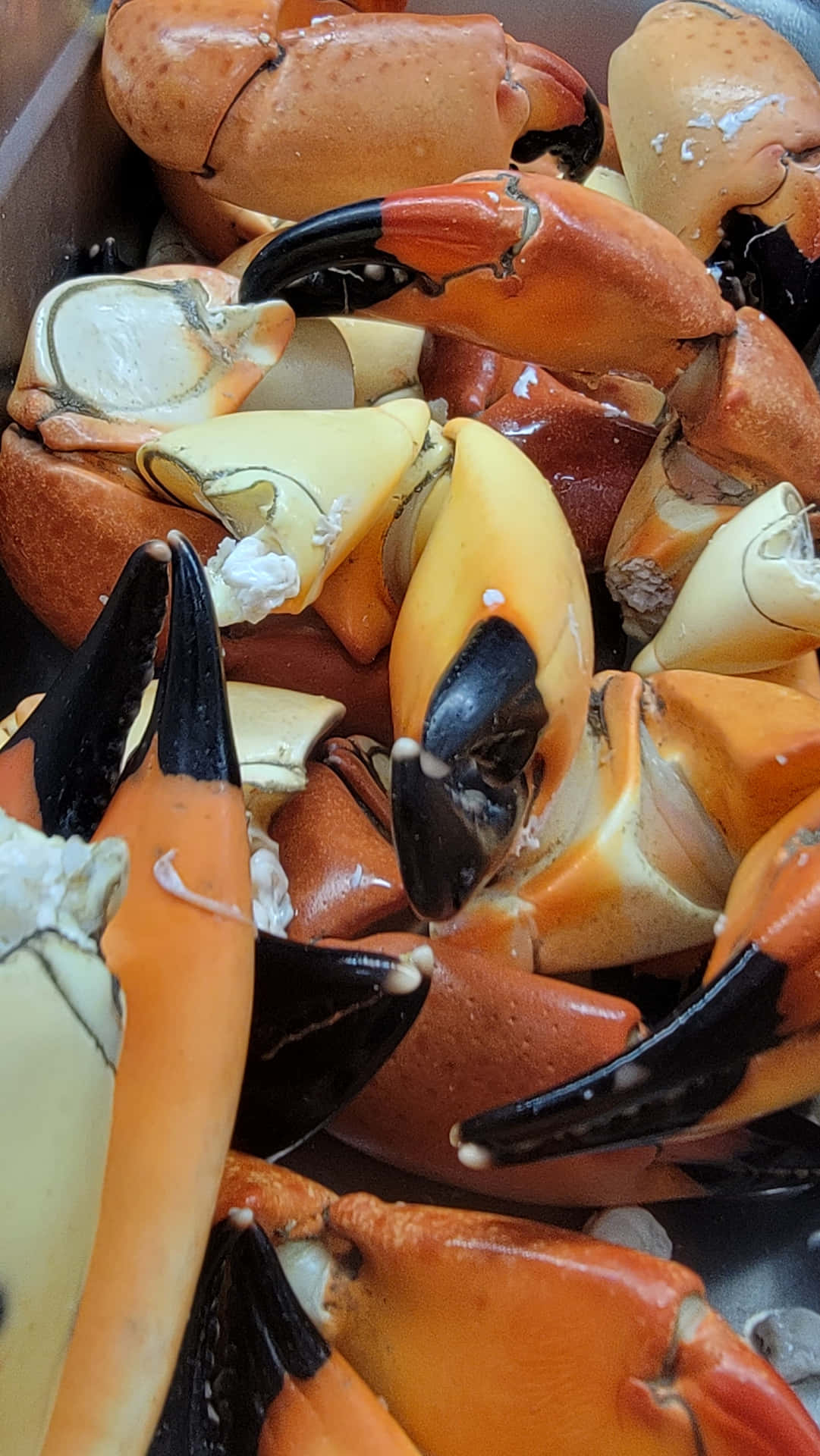 Stone Crab Claws Close Up Wallpaper