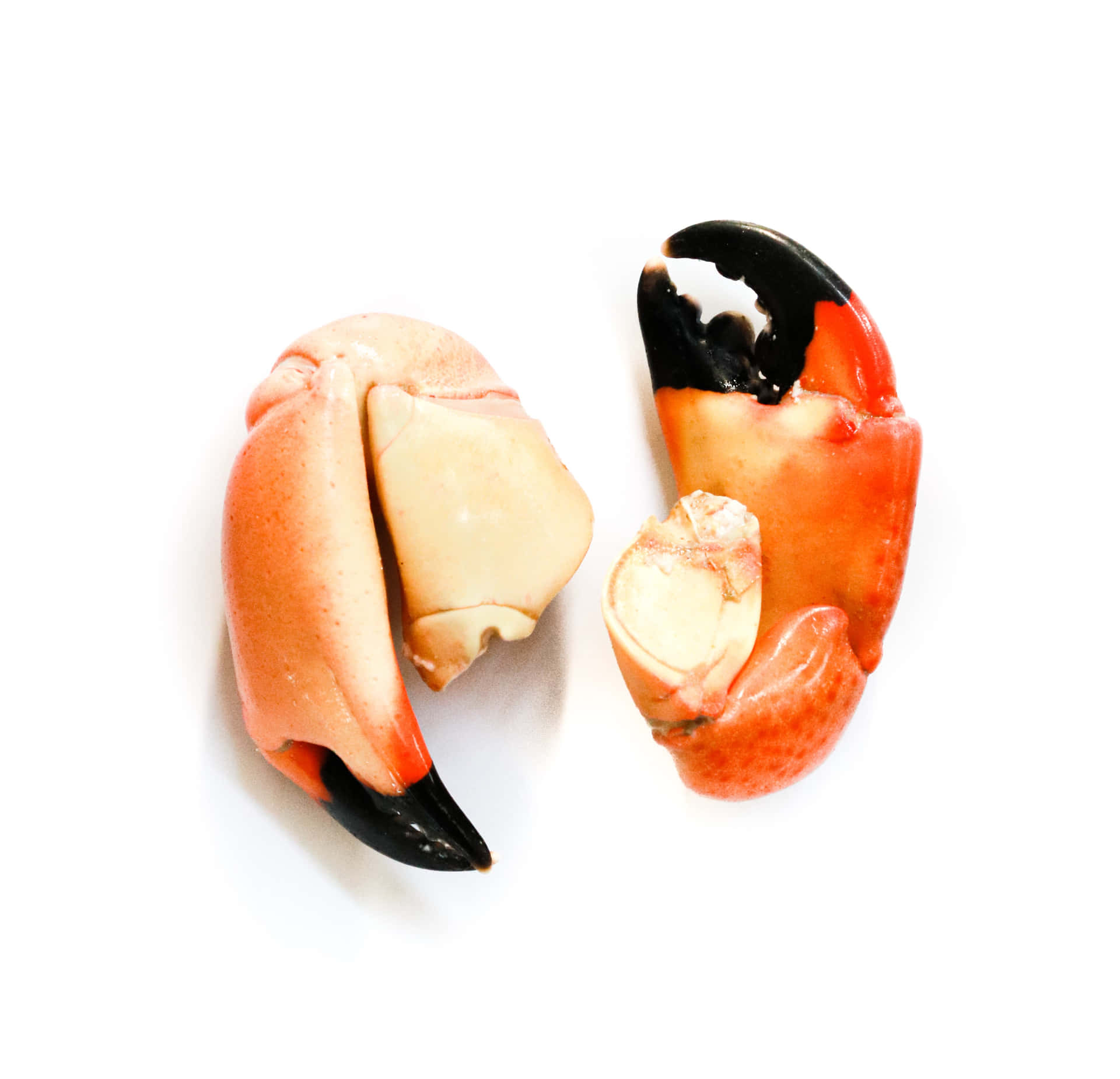 Stone Crab Claws Isolated Wallpaper