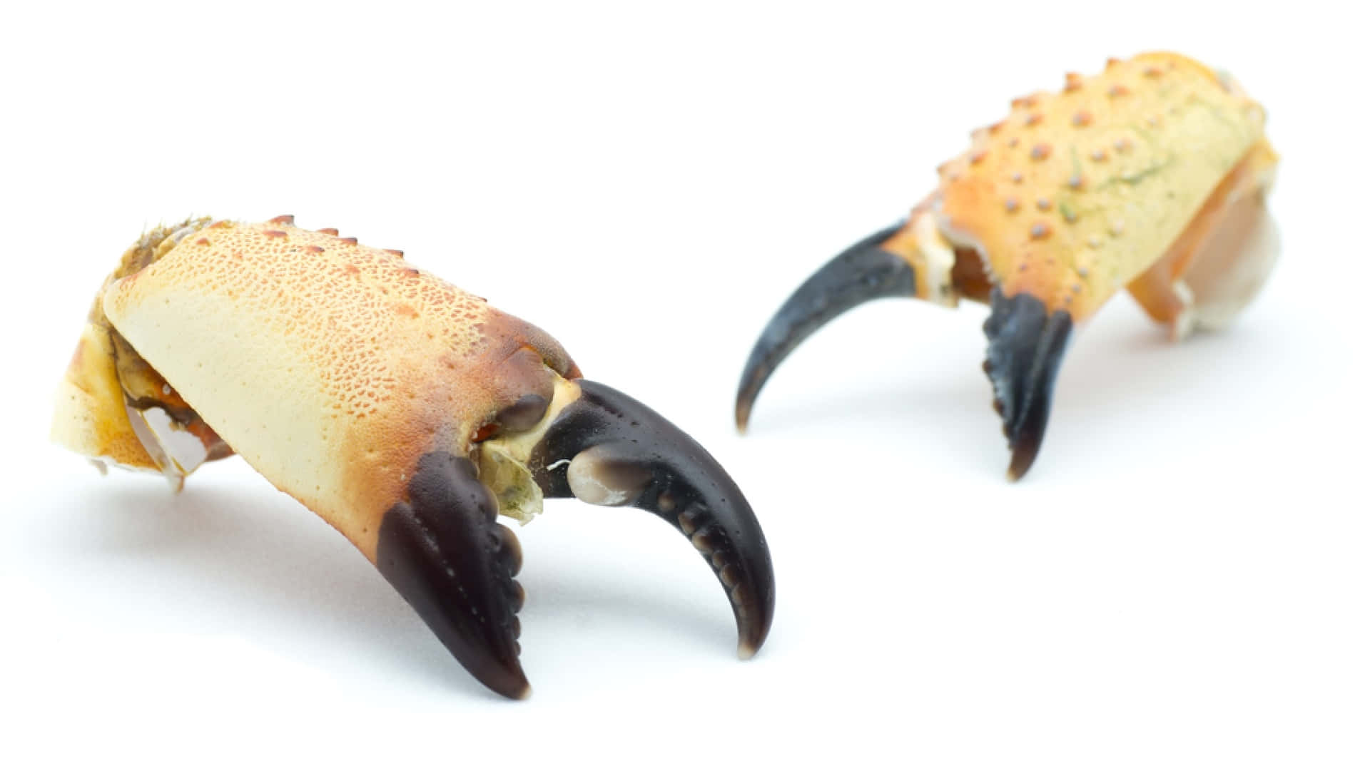 Stone Crab Claws Isolated Wallpaper