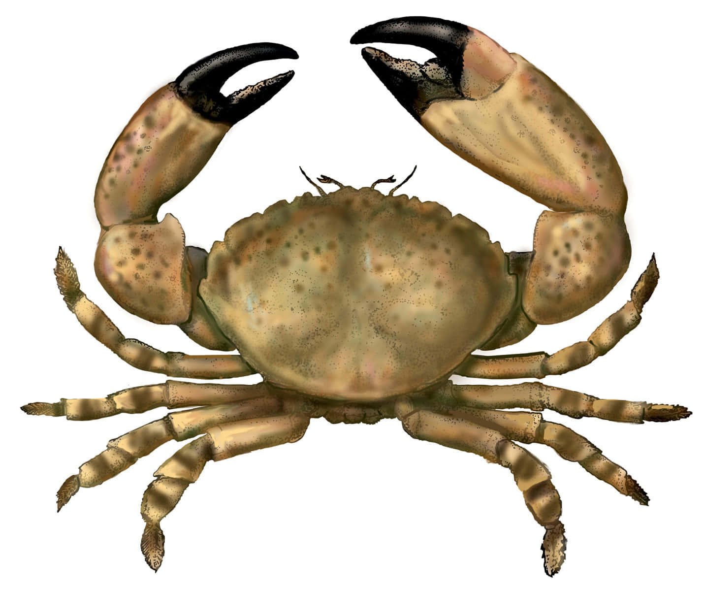 Stone Crab Illustration Wallpaper