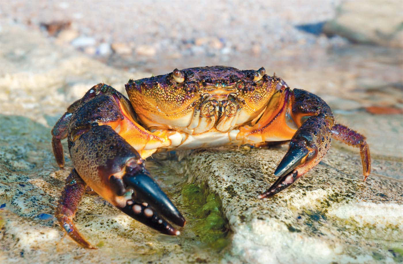 Stone Crab On Rocky Shore.jpg Wallpaper