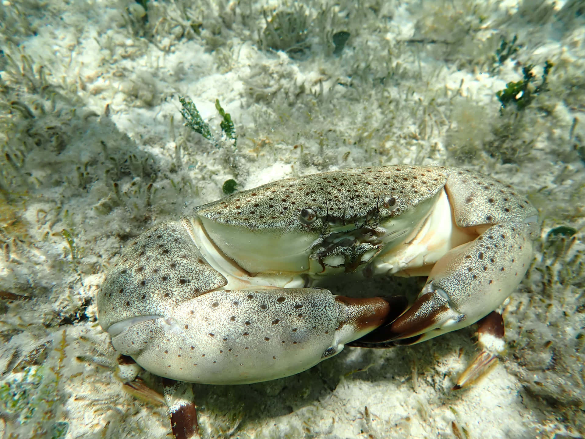 Stone Crab Underwater Camouflage Wallpaper