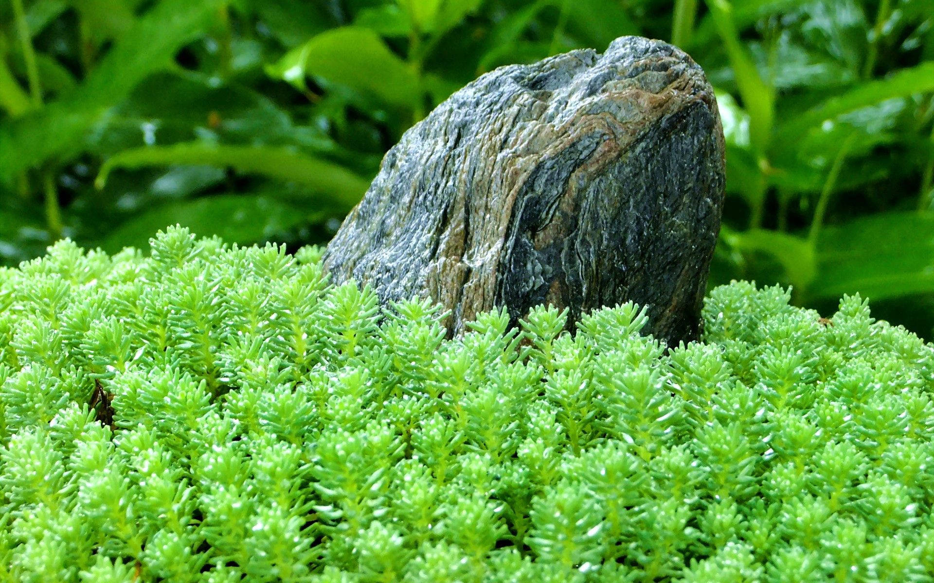 A Stone Sitting on Freshly Cut Grass in a Garden Wallpaper