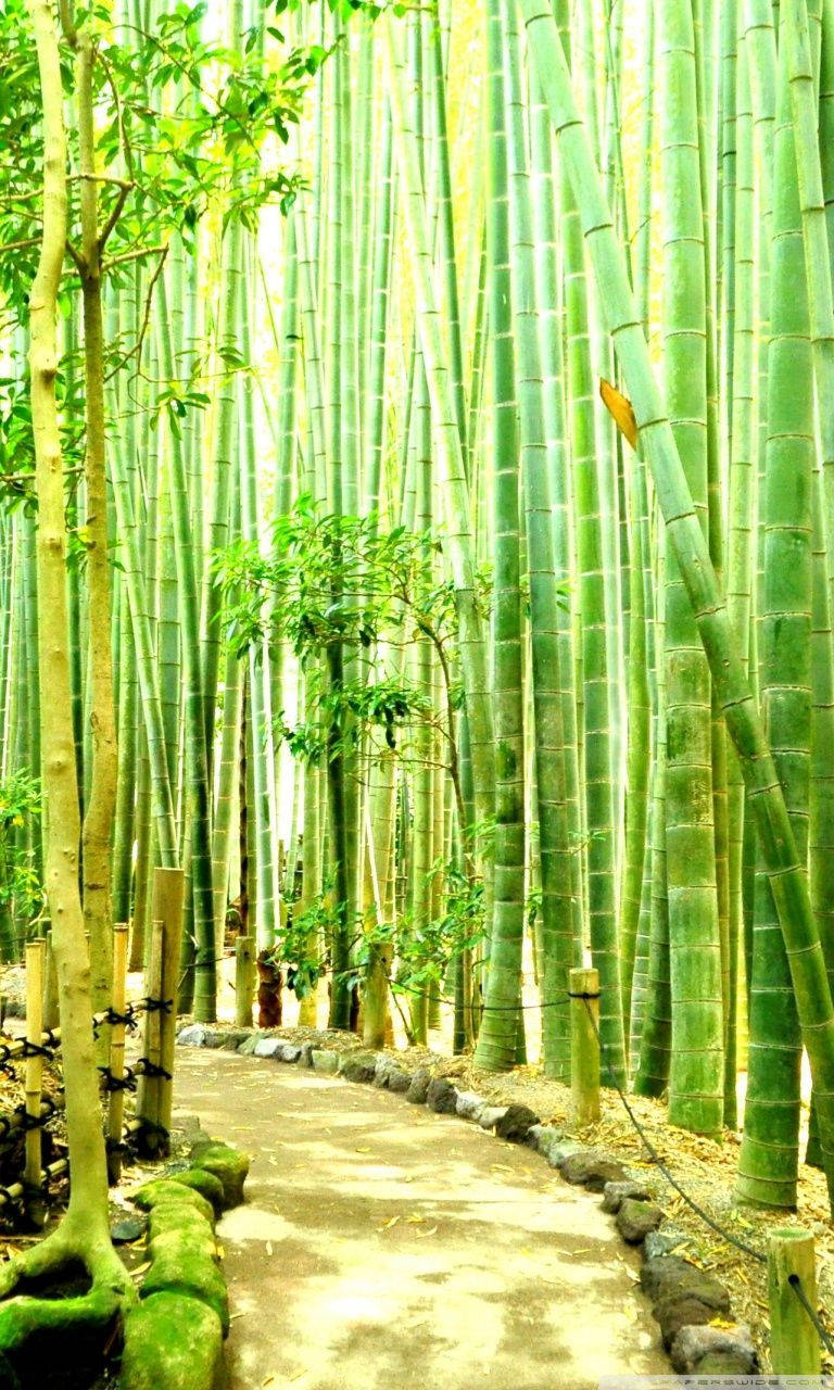 Wallpaperstenväg I Bambuskogen Iphone-bakgrundsbild. Wallpaper
