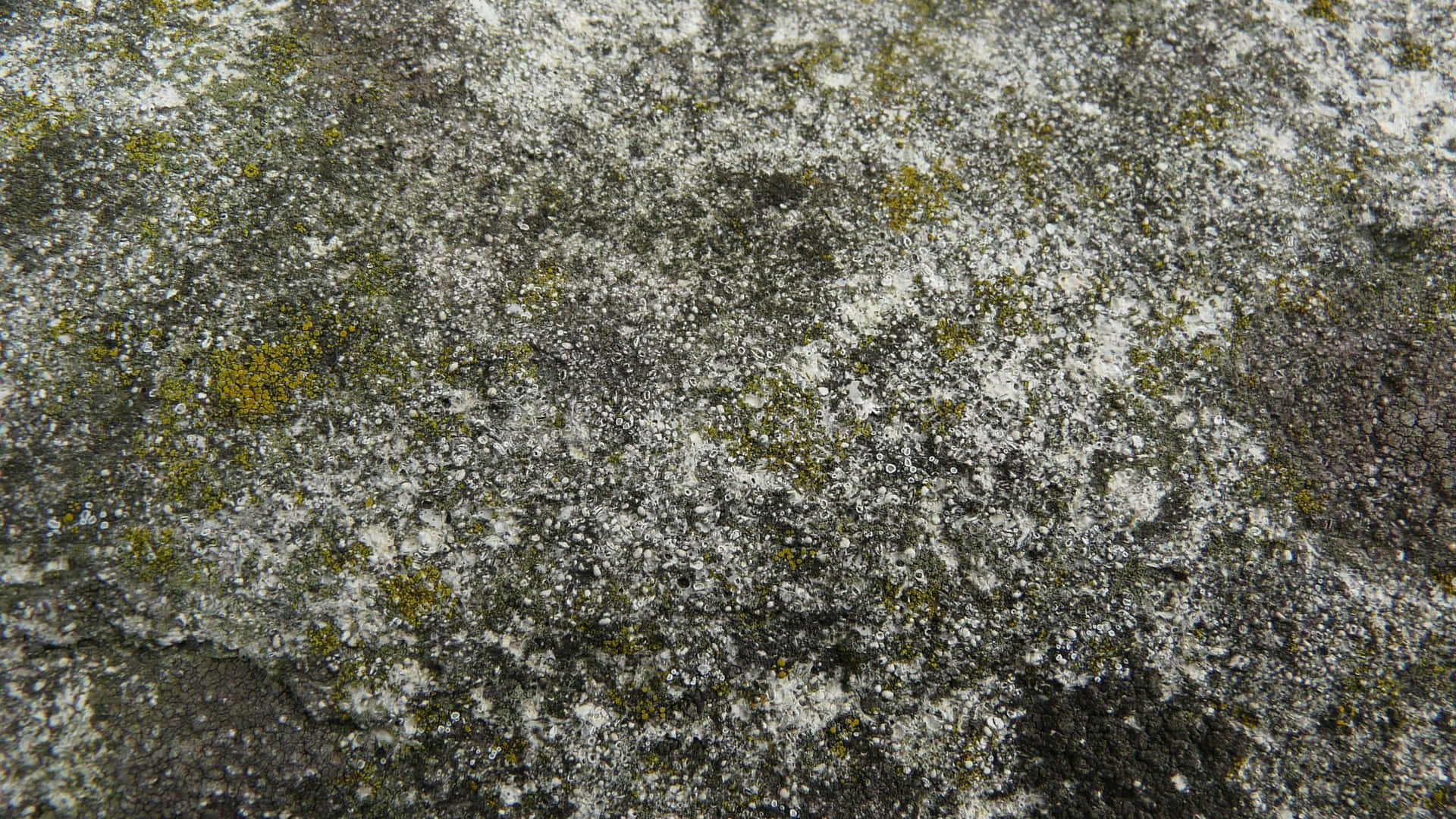 Mossy Stone Texture Pictures