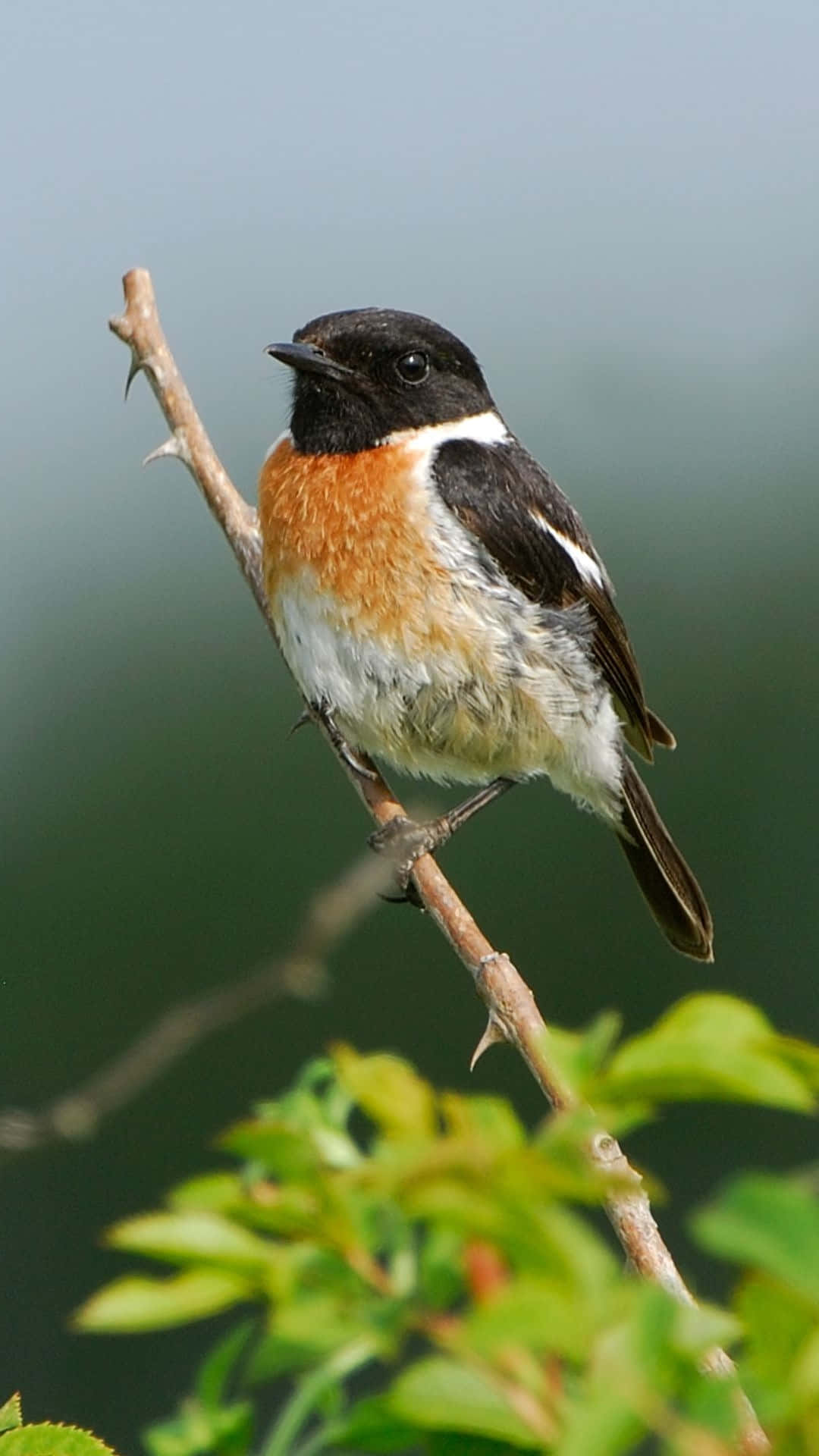 Stonechat Bird Perchedon Branch Wallpaper