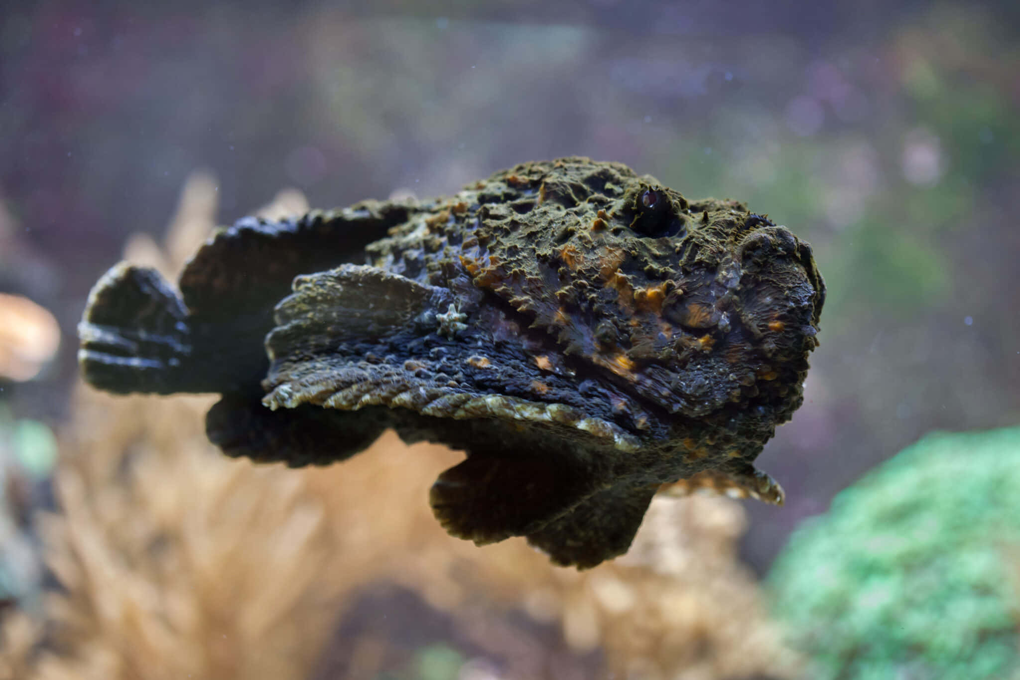 Stonefish Camouflage Underwater Wallpaper