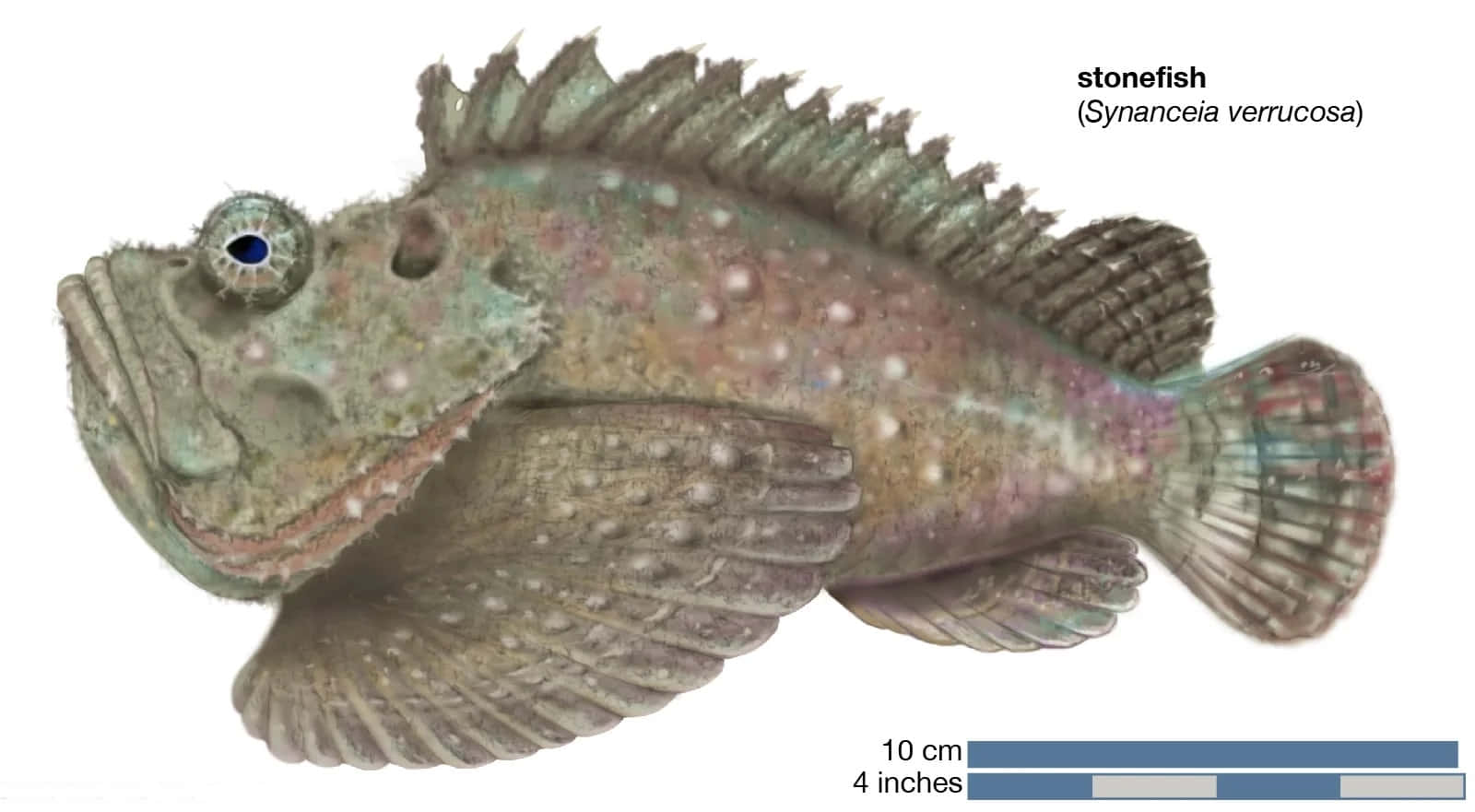 Stonefish Synanceia Verrucosa Illustration Wallpaper