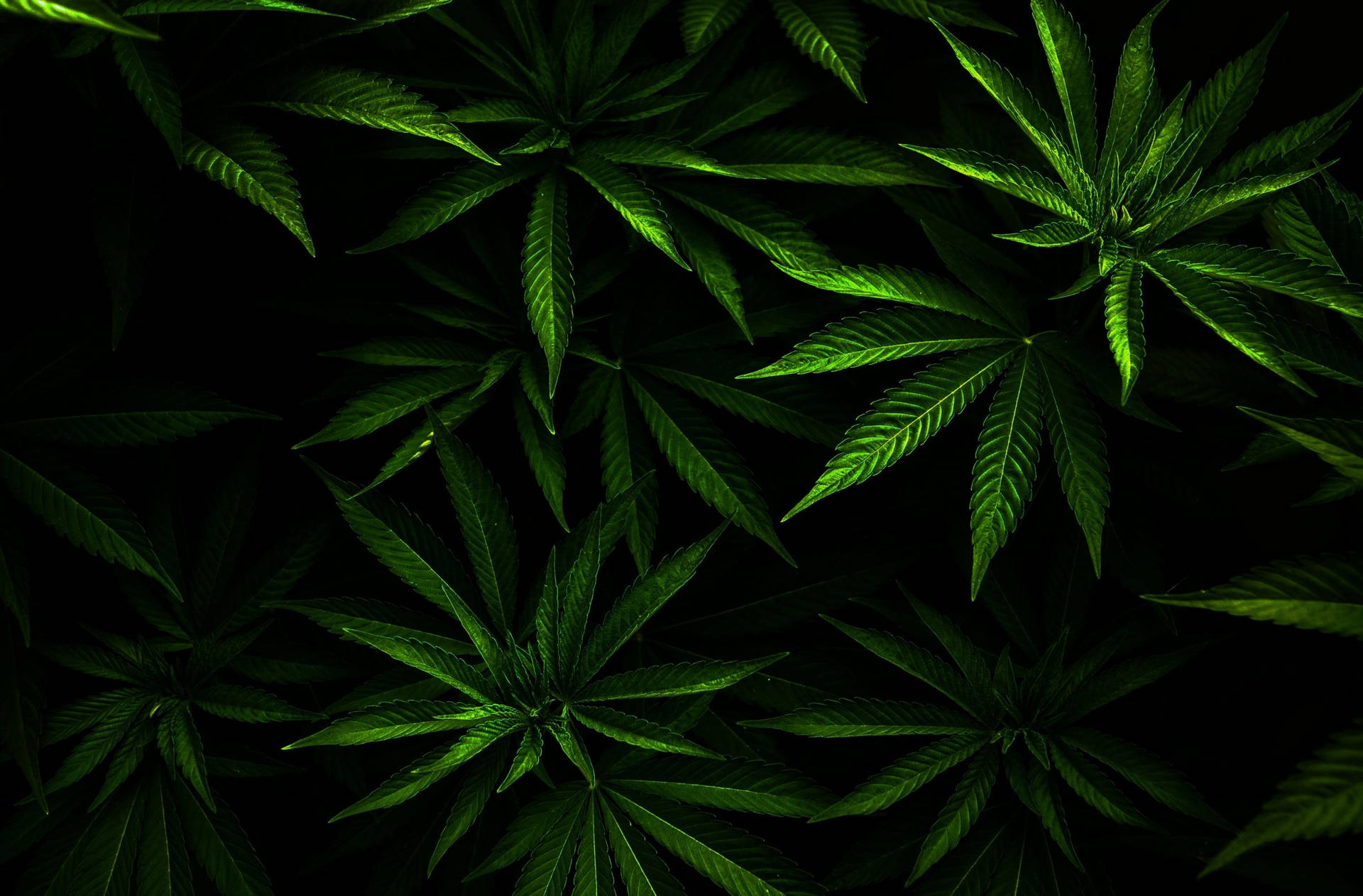 Embrace your inner hippie with some lush stoner vibes. Wallpaper