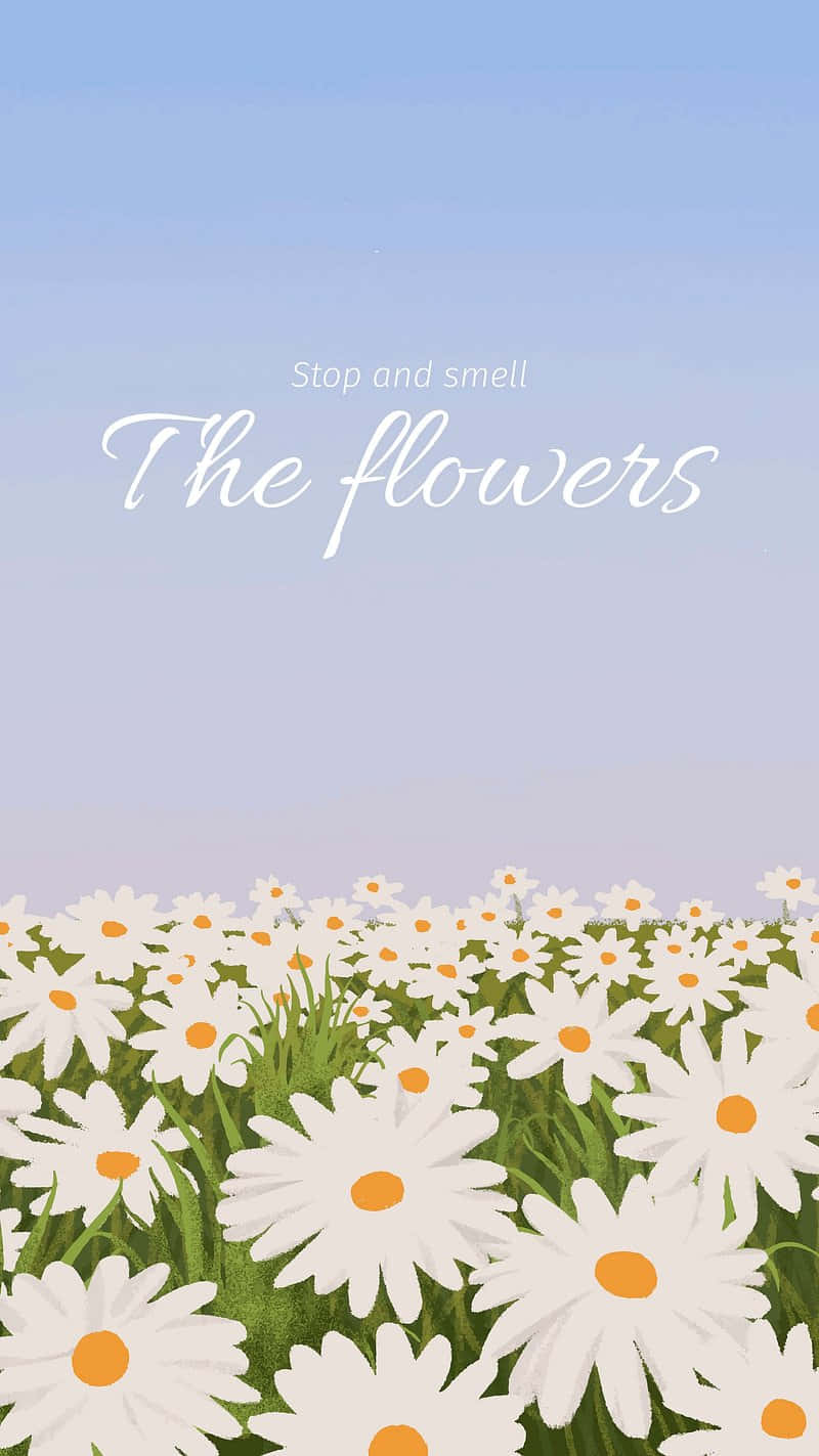 Stop And Smell The Flowers_ Inspirational Daisy Field Wallpaper
