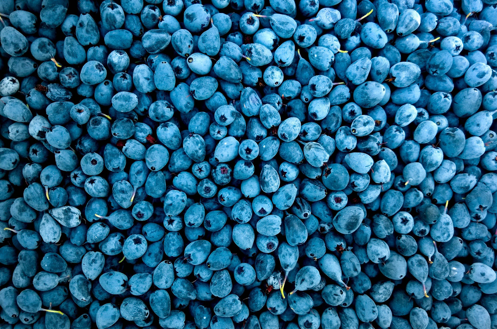Stored Blueberries Food Photography Wallpaper