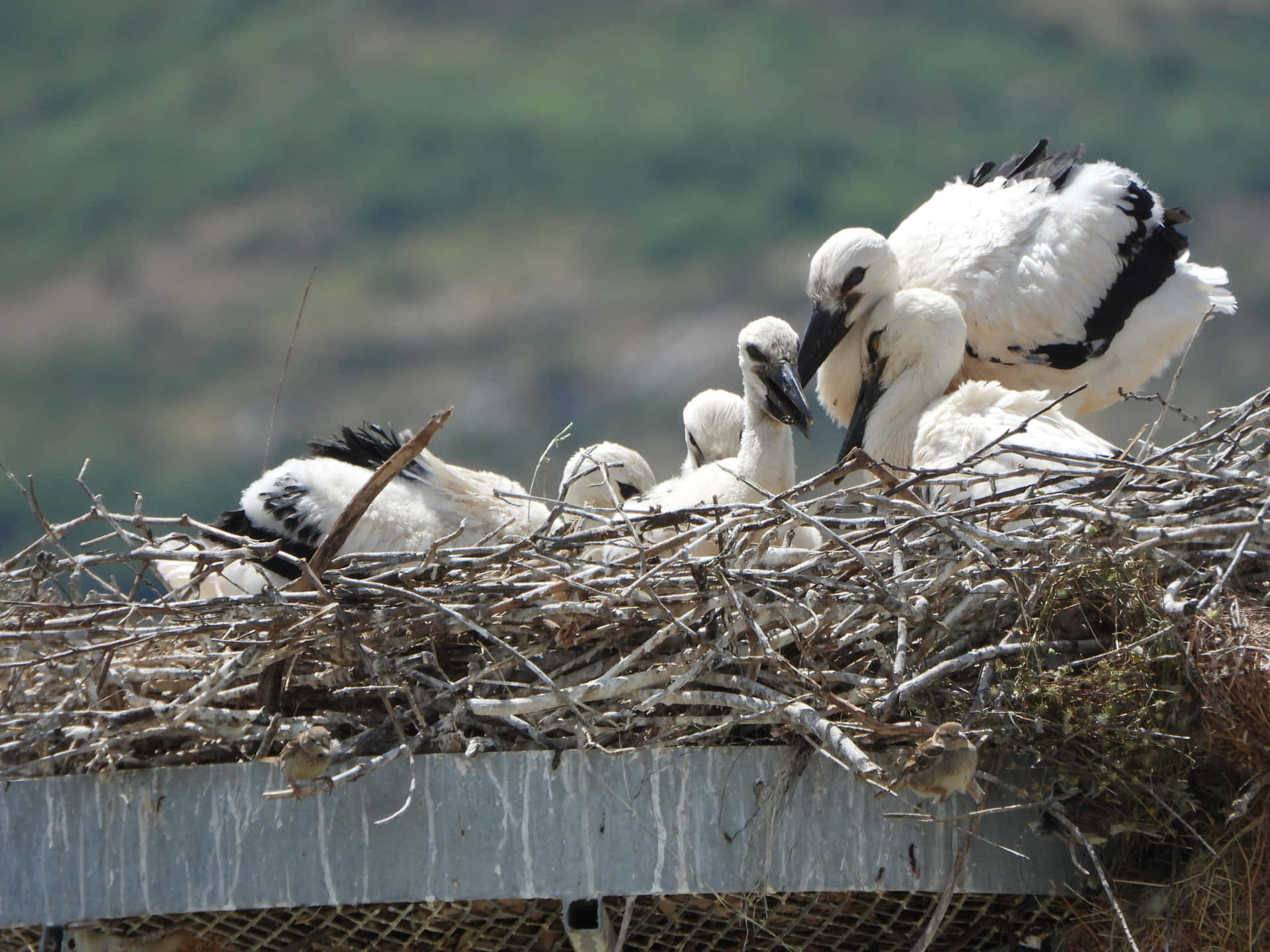 Stork Family Nesting Wallpaper