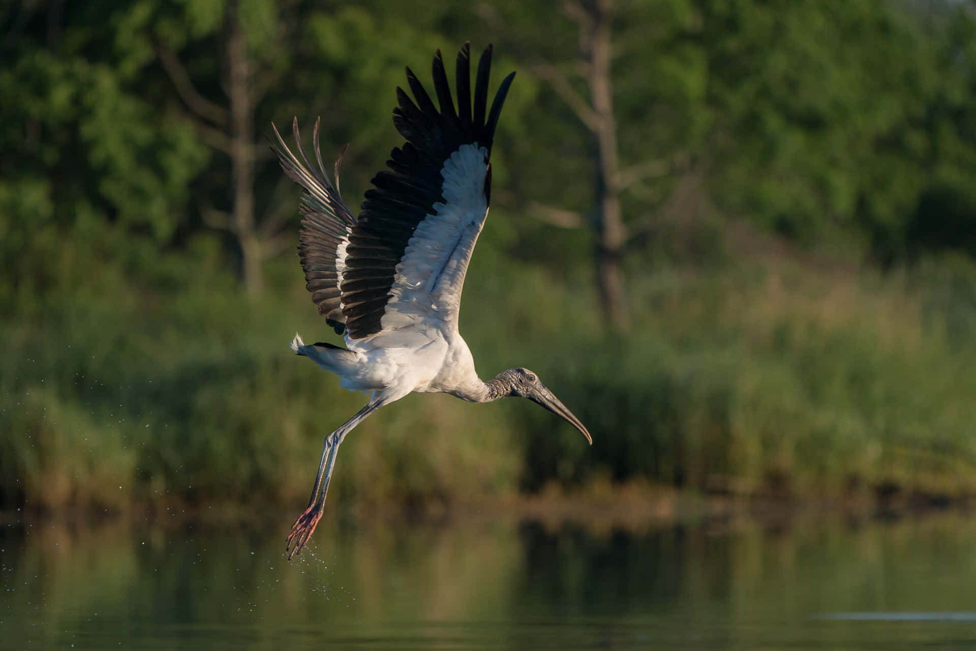 Stork In Flight Over Water.jpg Wallpaper