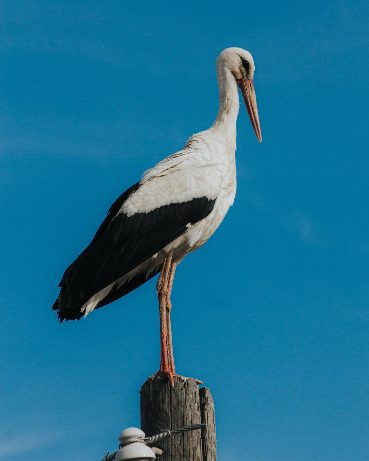 Stork Iphone 11 Pro 4k Background