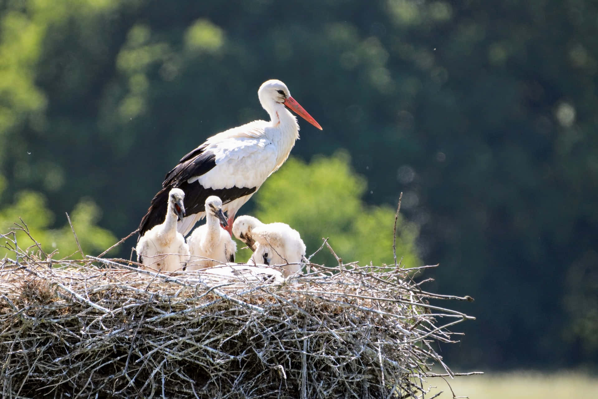 Stork Mother Bird On A Nest Wallpaper