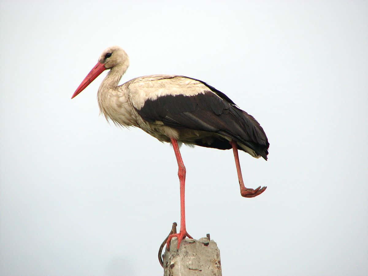 Stork Standing One Leg Wallpaper