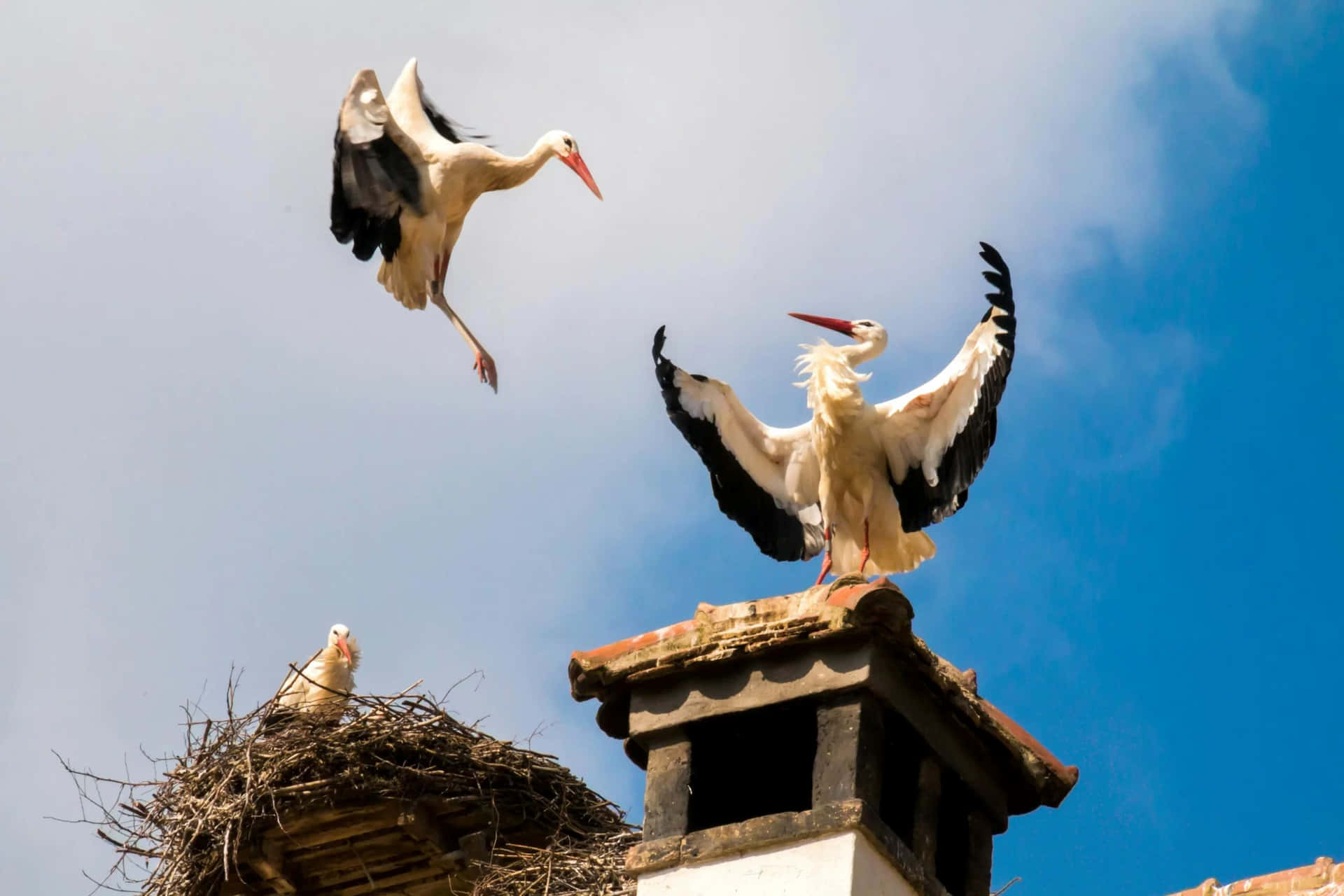 Storks_on_ Rooftop_ Nesting_and_ Flying Wallpaper