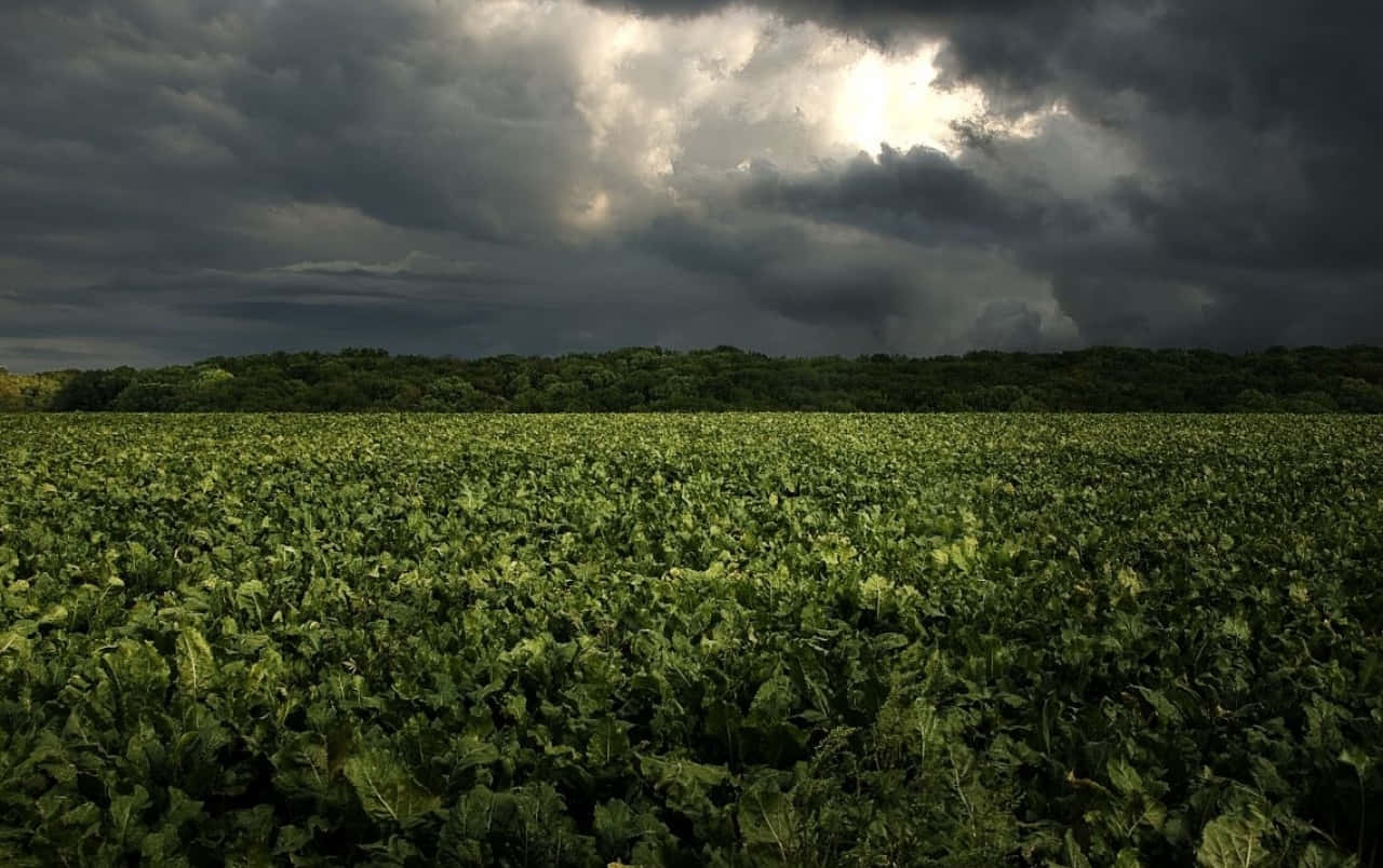 A Stormy Sky Over A Field Of Greens