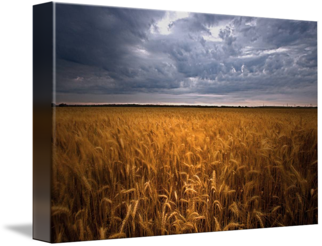 Stormy Sky Over Golden Wheat Field PNG