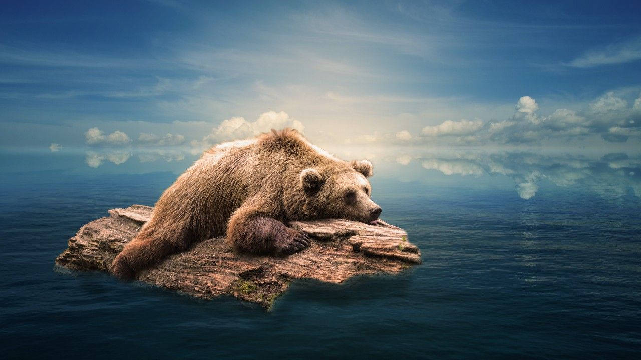 A Stranded Grizzly Bear in the Ocean Wallpaper