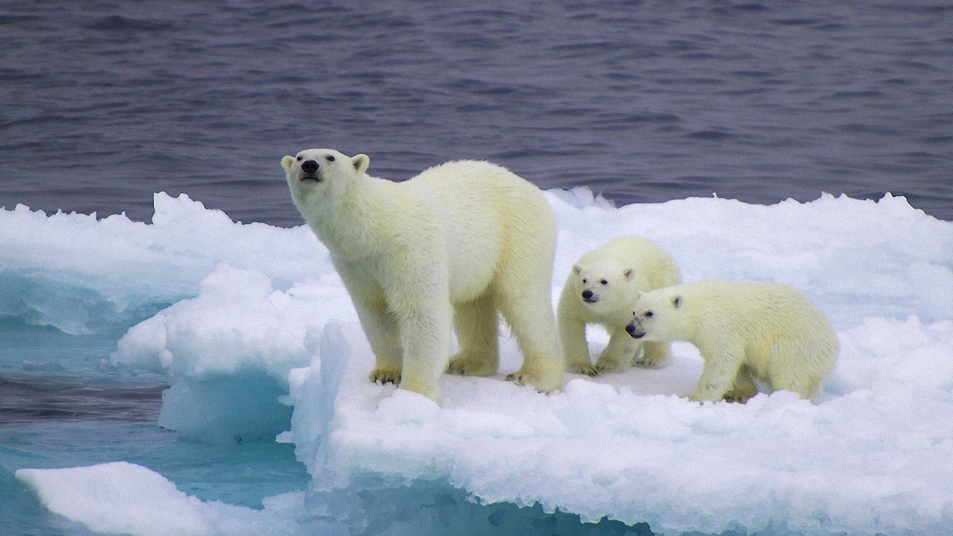 Stranded Polar Bears