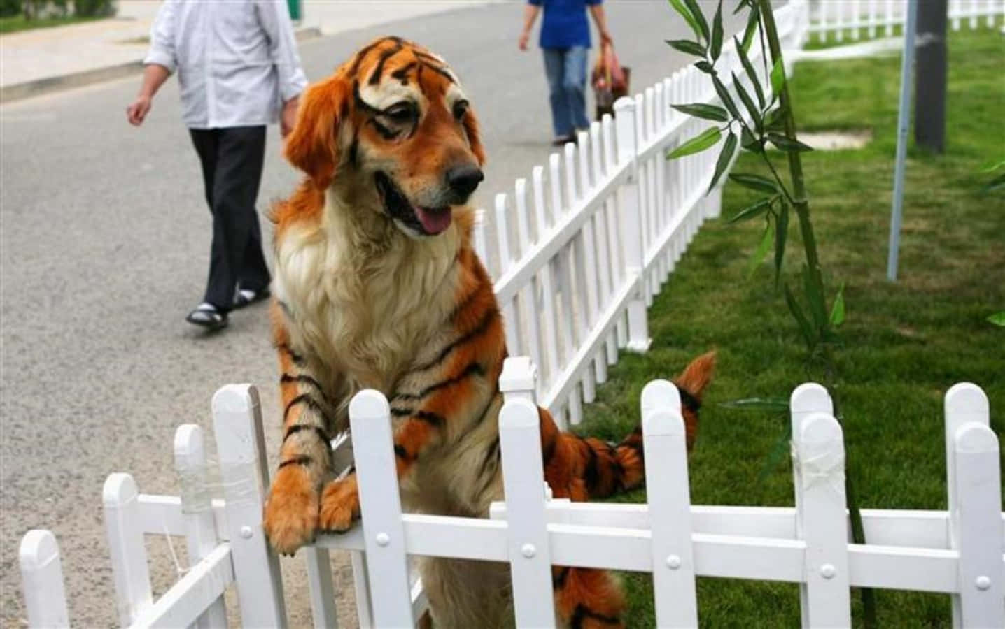 Cute Dog Tiger Strange Picture