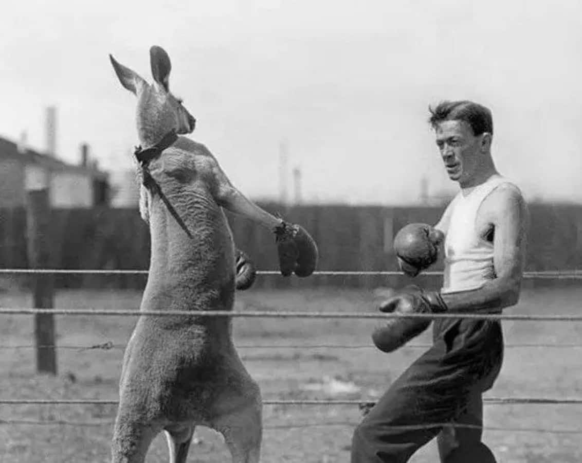 Kangaroo Man Boxing Strange Picture