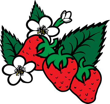 Strawberries_and_ Blossoms_ Vector PNG