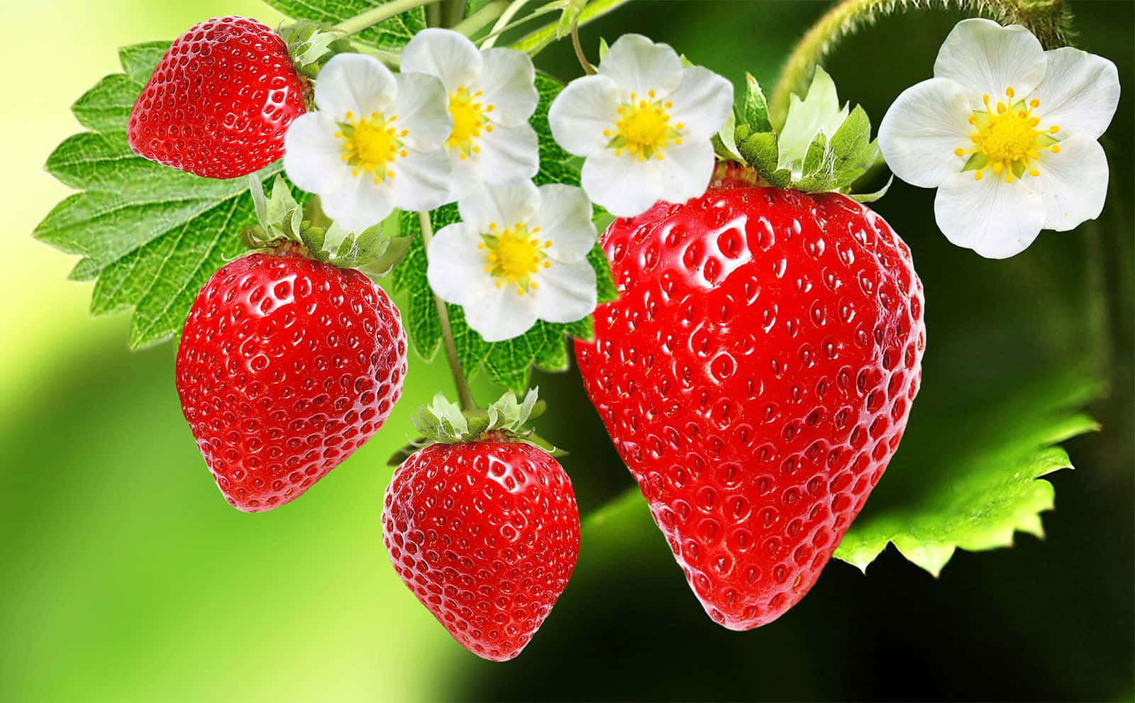 Hanging Flowers And Strawberries Background