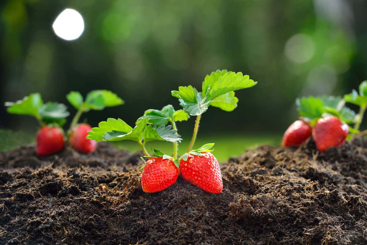 Growing And Leafy Strawberries Background