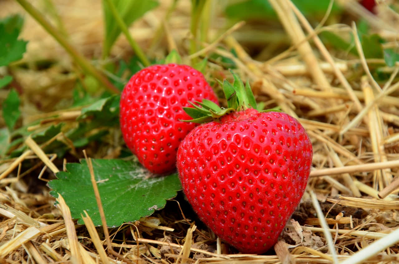 Two Strawberries Background On Ground Background