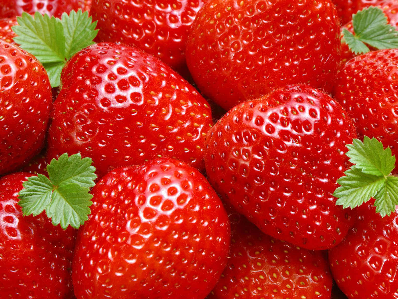 Frischgepflückte Erdbeeren In Der Sonne