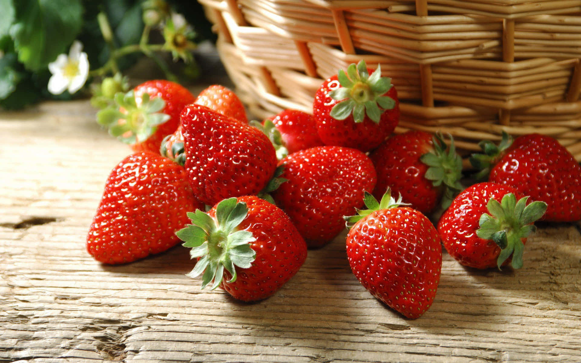 Delicious freshly picked strawberries