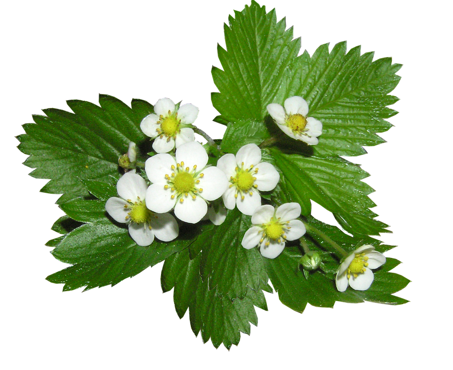 Strawberry Flowersand Leaves PNG