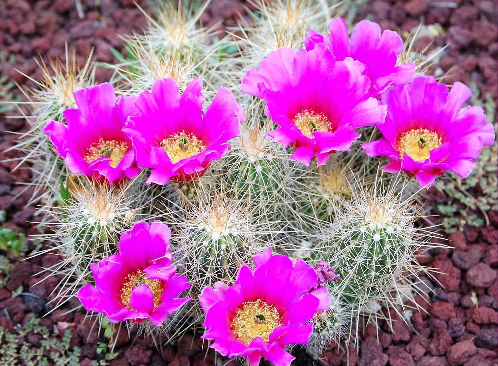 Strawberry Hedgehog Cactus Flower Background