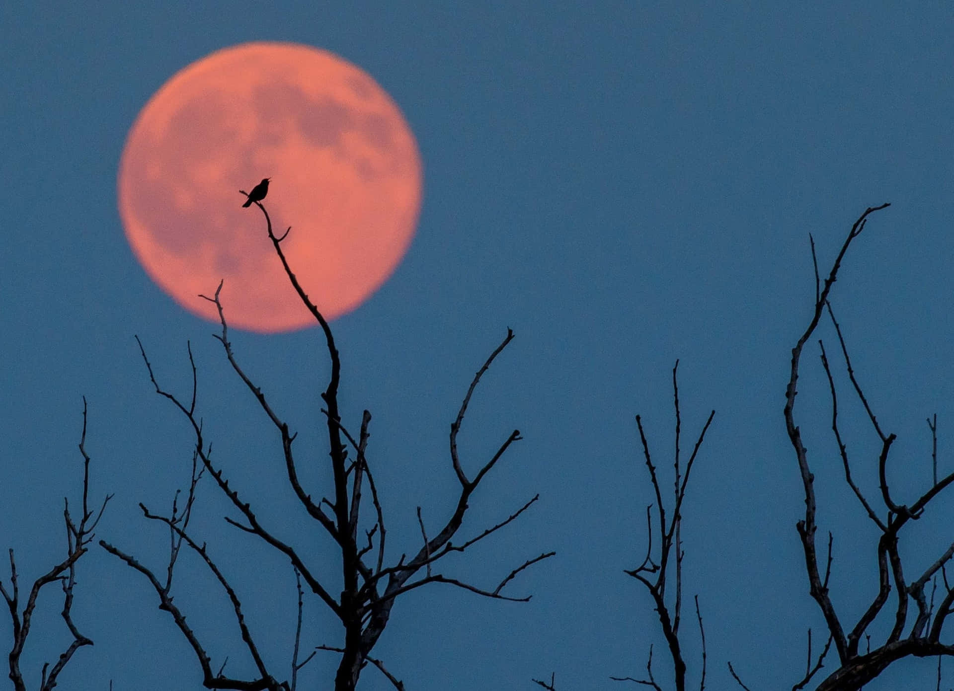 Majestic Strawberry Moon illuminating the night sky Wallpaper