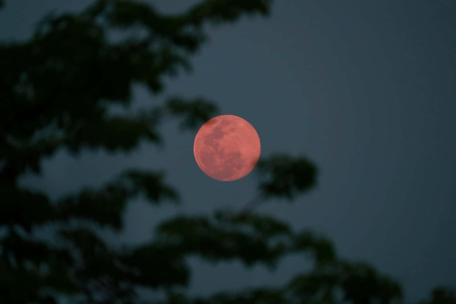 Strawberry Moon Through Trees2019 Wallpaper