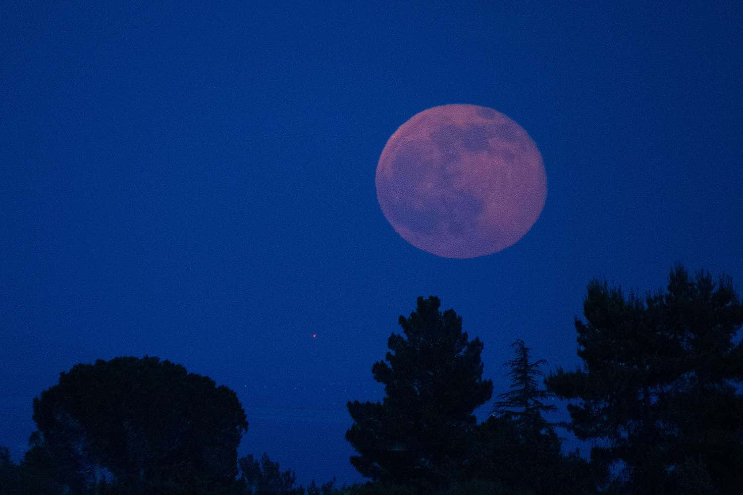 Strawberry Moon2019 Silhouetted Trees Wallpaper