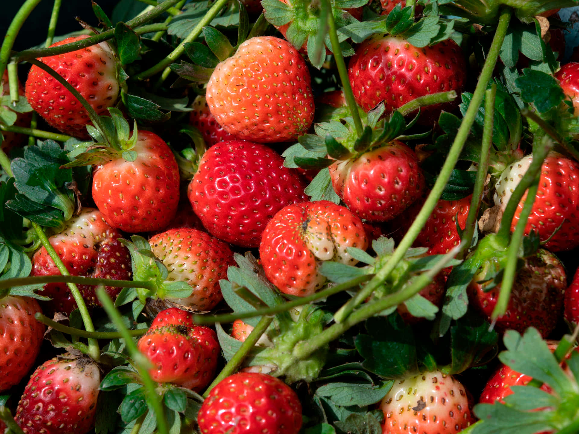 Leckereund Saftige Erdbeeren