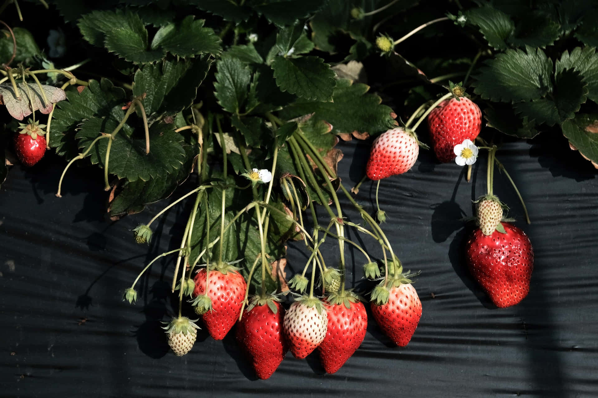Leckerefrische Erdbeeren, Direkt Vom Bauernhof