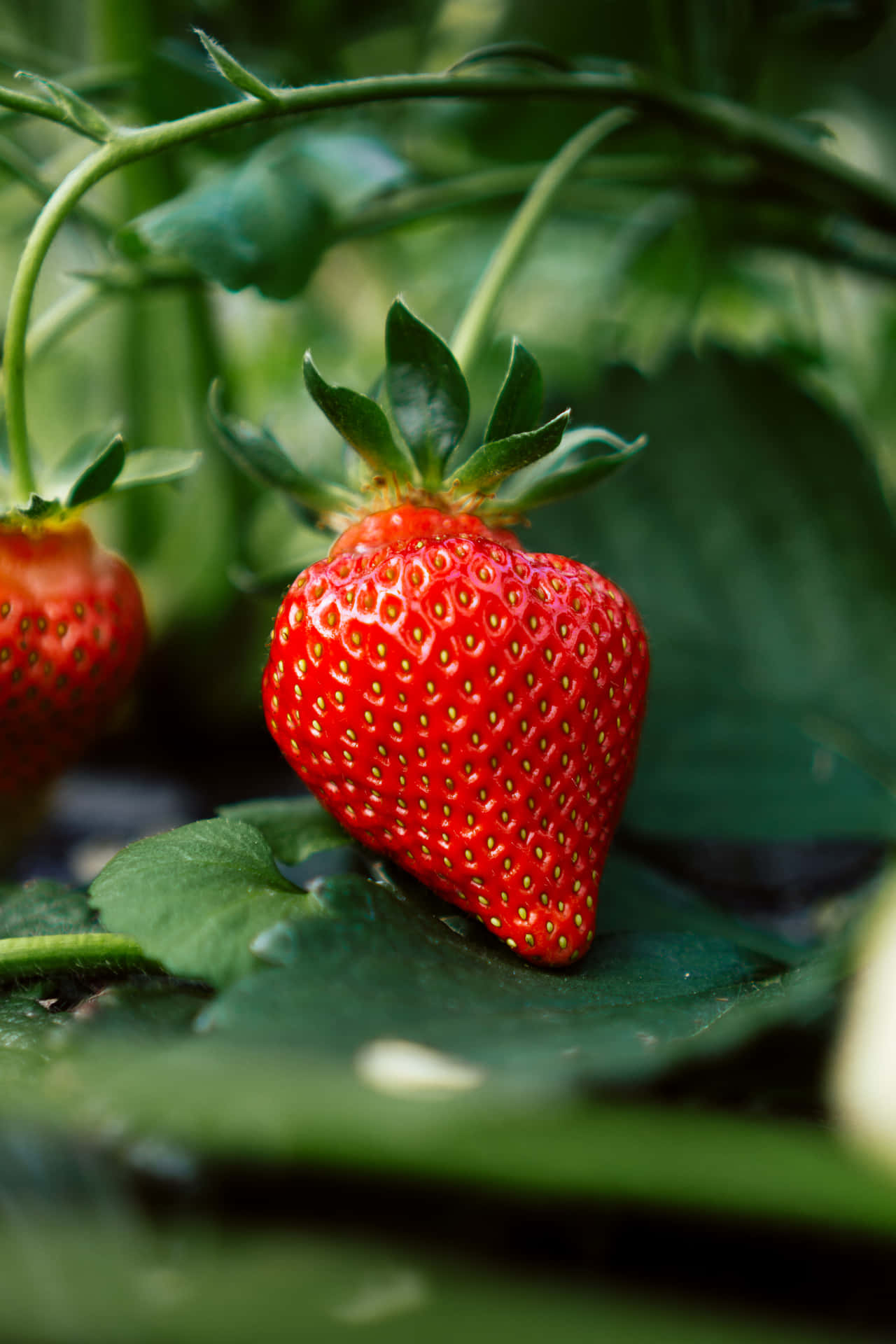 Juicy Ripe Strawberries